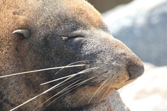 Arctocephalus pusillus