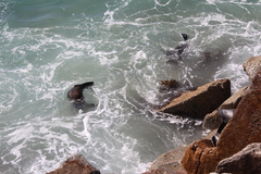 Arctocephalus pusillus