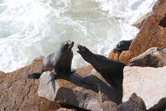 Arctocephalus pusillus