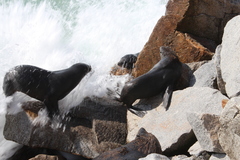 Arctocephalus pusillus