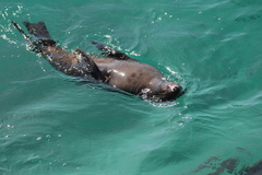 Arctocephalus pusillus