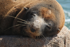 Arctocephalus pusillus