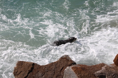 Arctocephalus pusillus