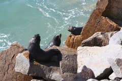 Arctocephalus pusillus