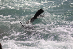 Arctocephalus pusillus