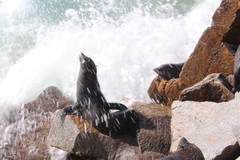 Arctocephalus pusillus