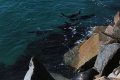 Arctocephalus pusillus