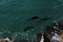 Arctocephalus pusillus