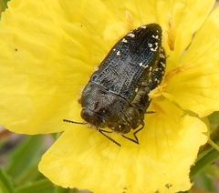 Acmaeodera ornatoides