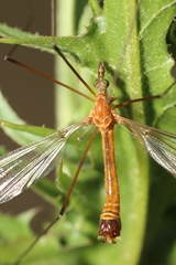 Tipula bezzii