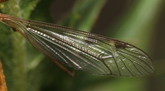 Tipula bezzii