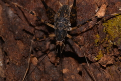Macropathini