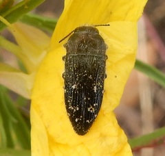 Acmaeodera ornatoides