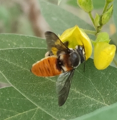 Megachile bicolor