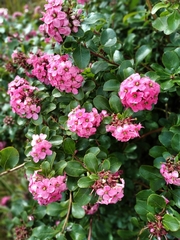 Escallonia hypoglauca