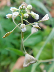 Capsella bursa-pastoris