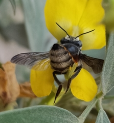 Megachile bicolor