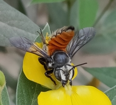 Megachile bicolor