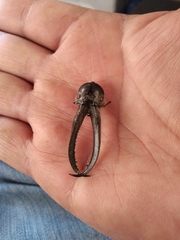 Sphaenognathus garleppi