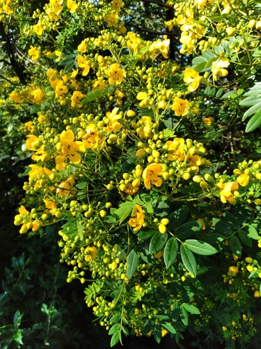 Senna weddelliana, photograph 6