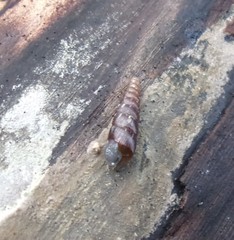 Clausilia