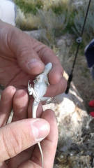 Uta stansburiana stansburiana
