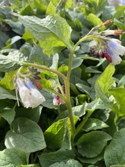 Symphytum × hidcotense