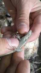 Uta stansburiana stansburiana