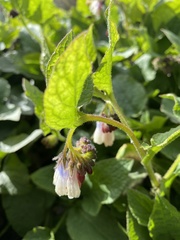 Symphytum × hidcotense