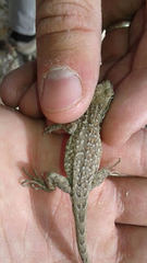 Uta stansburiana stansburiana