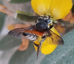 Megachile bicolor