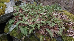 Polypodium vulgare