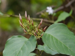 Jasminum malabaricum