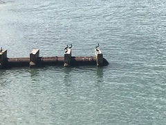 Pelecanus occidentalis