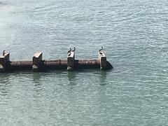 Pelecanus occidentalis