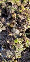 Navanax inermis