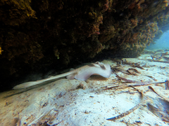 Trygonoptera personata