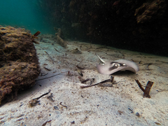 Trygonoptera personata