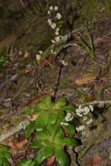 Crassula orbicularis