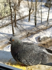 Columba livia domestica