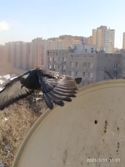 Columba livia domestica