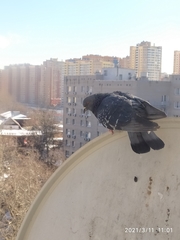 Columba livia domestica