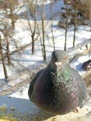 Columba livia domestica