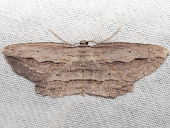 Euphronarcha epiphloea