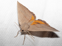 Mnesampela heliochrysa