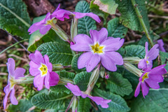 Primula vulgaris
