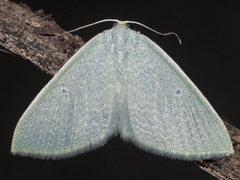 Poecilasthena fragilis