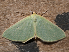 Poecilasthena urarcha
