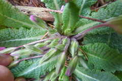 Primula vulgaris