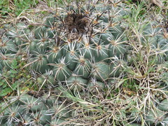 Coryphantha pallida